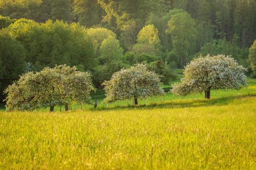 Meadow with fruit trees