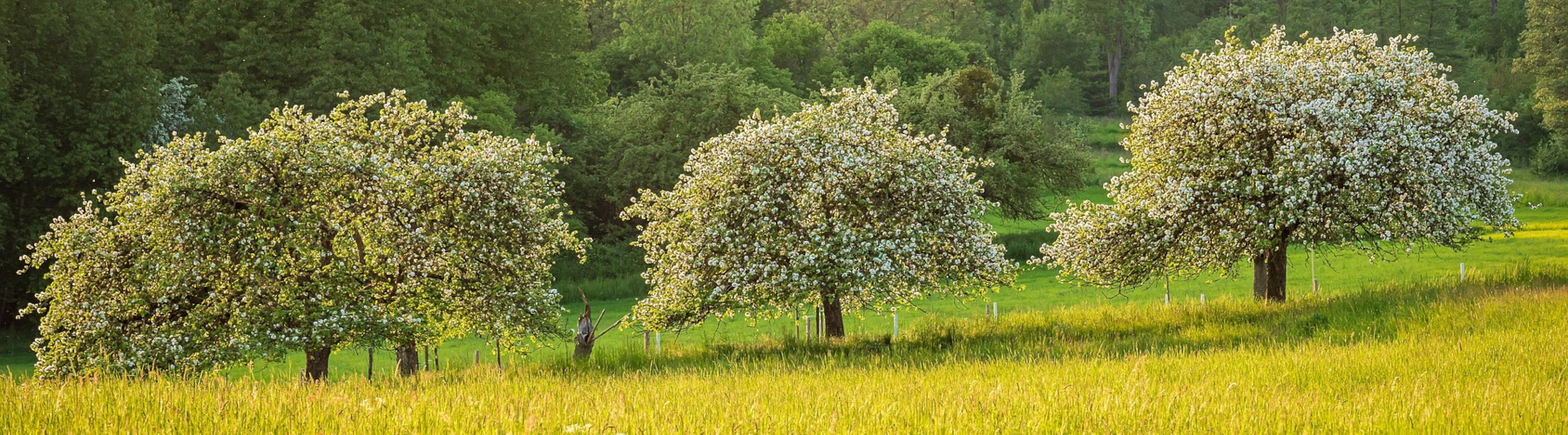 Meadow with fruit trees