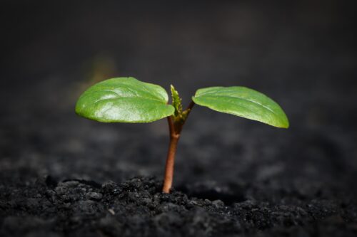 Plant sprouting from soil