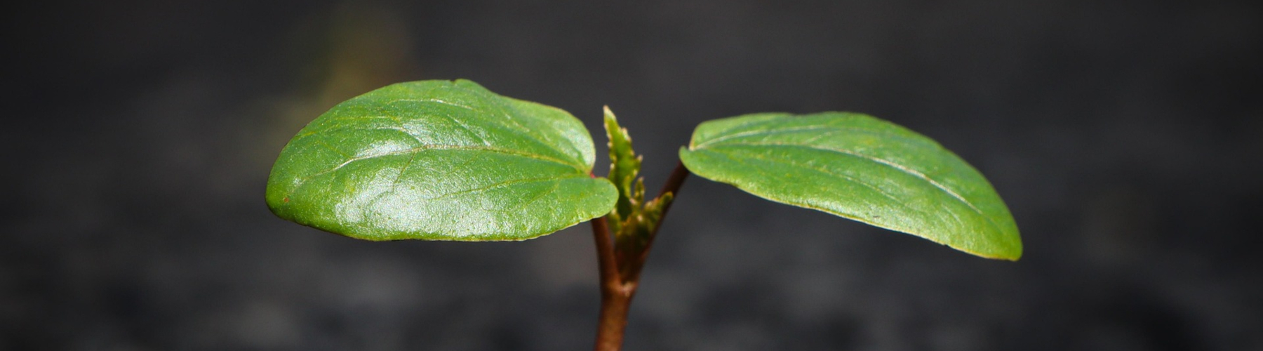 Plant sprouting from soil